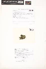 Attēlu rezultāti vaicājumam “Jungermannia sphaerocarpa”