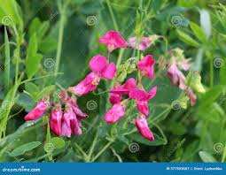 Attēlu rezultāti vaicājumam “Lathyrus tuberosus bud”
