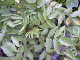 Image result for Rorippa nasturtium-aquaticum