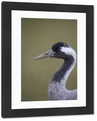 Attēlu rezultāti vaicājumam “Grus grus adult”