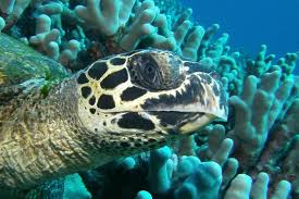 Image result for Eretmochelys imbricata