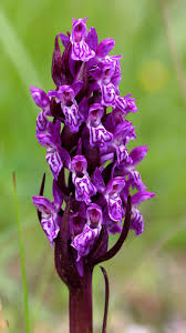 Attēlu rezultāti vaicājumam “Dactylorhiza”