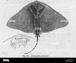 Image result for Gymnura micrura