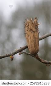 Attēlu rezultāti vaicājumam “Liriodendron tulipifera fruit”