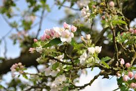 Attēlu rezultāti vaicājumam “Malus domestica flower”