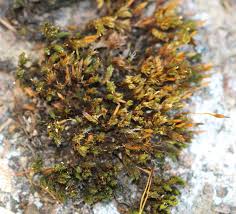 Attēlu rezultāti vaicājumam “Orthotrichum anomalum”