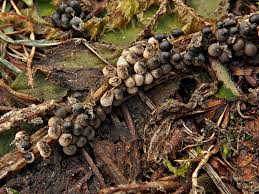 Attēlu rezultāti vaicājumam “Diderma radiatum young”