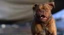Picture of Beasley the Dog