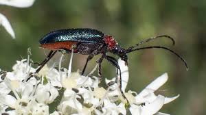 Attēlu rezultāti vaicājumam “Gaurotes virginea”