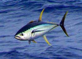 Image result for Diplodus helenae