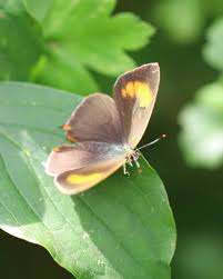 Attēlu rezultāti vaicājumam “Thecla betulae male”