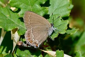 Attēlu rezultāti vaicājumam “Satyrium ilicis underside”