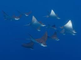 Resultado de imagen para cozumel dive