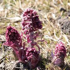 Image result for Petasites officinalis