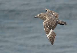 Image result for Stercorarius skua