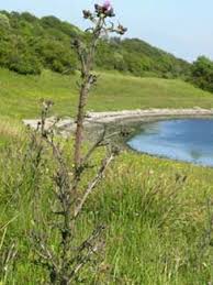 Attēlu rezultāti vaicājumam “Cirsium palustre”