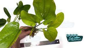 Risultati immagini per bucephalandra pinoh red stem