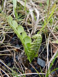 Attēlu rezultāti vaicājumam “Botrychium lunaria”