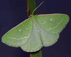 Attēlu rezultāti vaicājumam “Thetidia smaragdaria”