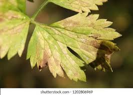 Attēlu rezultāti vaicājumam “Ranunculus repens leaf”