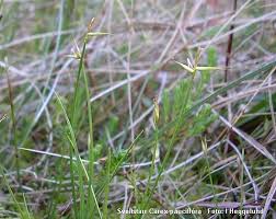Attēlu rezultāti vaicājumam “Carex pauciflora”