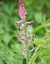 Attēlu rezultāti vaicājumam “Fumaria officinalis leaf”