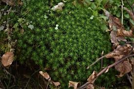 Attēlu rezultāti vaicājumam “Polytrichastrum pallidisetum macro”