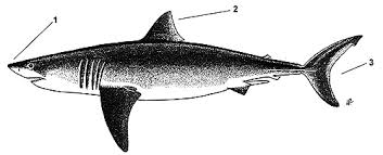 Image result for Carcharodon carcharias