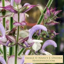 Image result for Salvia sclarea