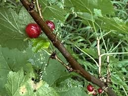 Attēlu rezultāti vaicājumam “Ribes rubrum fruit”
