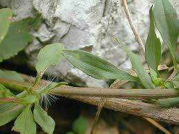 Image result for Aster lanceolatus