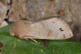 Attēlu rezultāti vaicājumam “Orthosia munda”