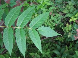 Attēlu rezultāti vaicājumam “Festuca altissima leaf”