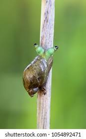 Attēlu rezultāti vaicājumam “Leucochloridium paradoxum”