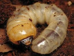 Attēlu rezultāti vaicājumam “Cerambycidae larva”