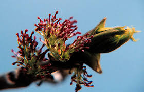 Attēlu rezultāti vaicājumam “Fraxinus excelsior flower”