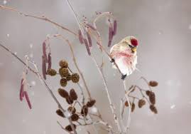 Attēlu rezultāti vaicājumam “Carduelis flammea male”