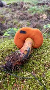 Attēlu rezultāti vaicājumam “Sutorius luridiformis”