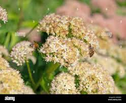 Attēlu rezultāti vaicājumam “Hylotelephium telephium flower”