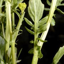 Attēlu rezultāti vaicājumam “Barbarea vulgaris subsp. arcuata”