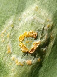 Attēlu rezultāti vaicājumam “Puccinia sessilis”