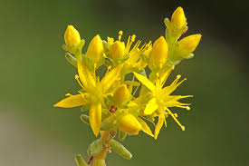 Attēlu rezultāti vaicājumam “Sedum sexangulare flower”