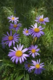 Image result for Aster alpinus