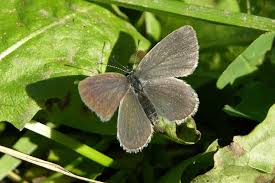 Attēlu rezultāti vaicājumam “Cupido minimus female”