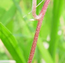 Attēlu rezultāti vaicājumam “Calystegia sepium fruit”