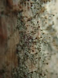 Attēlu rezultāti vaicājumam “Chaenotheca chlorella”