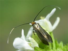 Attēlu rezultāti vaicājumam “Cauchas rufimitrella”