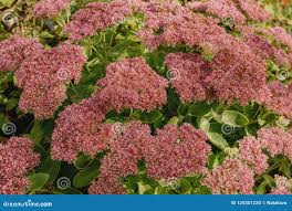 Attēlu rezultāti vaicājumam “Hylotelephium telephium”