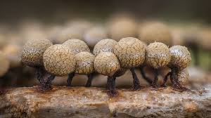 Attēlu rezultāti vaicājumam “Cribraria argillacea macro”