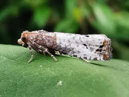 Attēlu rezultāti vaicājumam “Notocelia roborana”